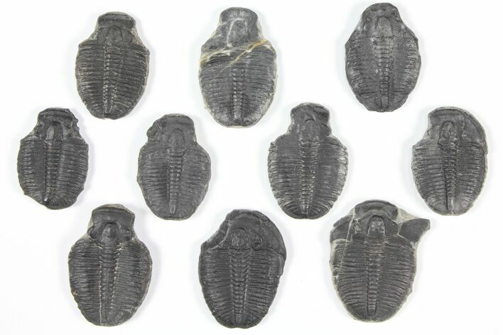 Lot: - Elrathia Trilobite Molt Fossils - Pieces #92101